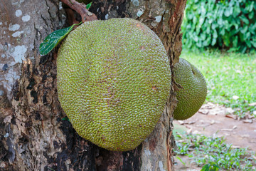 Jackfruit on the tree