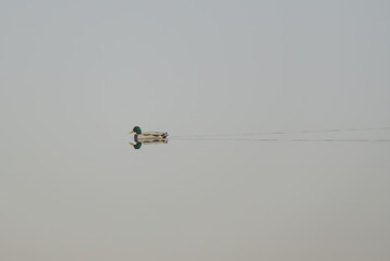 Autumn foggy day in Europe