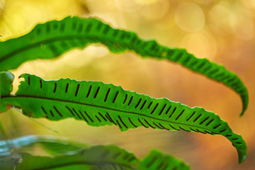 Green leaves in selective focus closeup