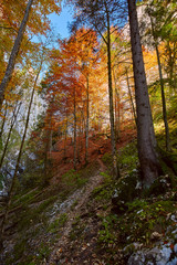 Fototapeta na wymiar Autumnal landscape with hiking trail