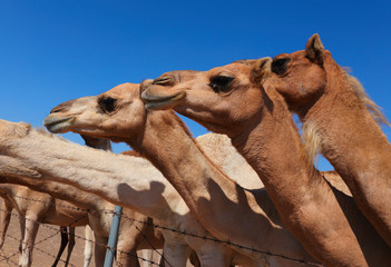 Camels on the farm