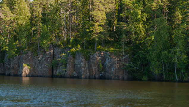 The rocky coast of the river with rocks growing on trees