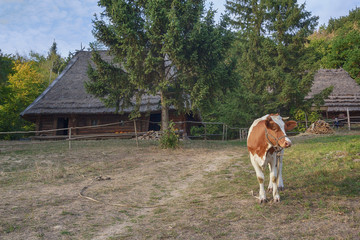 Naklejka na ściany i meble ?ow grazing on a meadow near a retro farmhouse. Ukraine