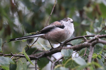 Long Tailed Tit