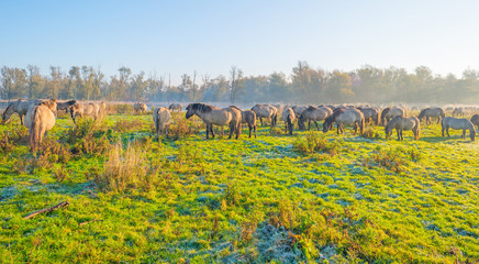 Horses along the edge of a foggy pond at sunrise in autumn © Naj