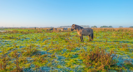 Horses along the edge of a foggy pond at sunrise in autumn © Naj