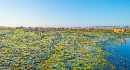 Horses along the edge of a foggy pond at sunrise in autumn © Naj