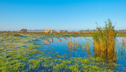 Horses along the edge of a foggy pond at sunrise in autumn © Naj