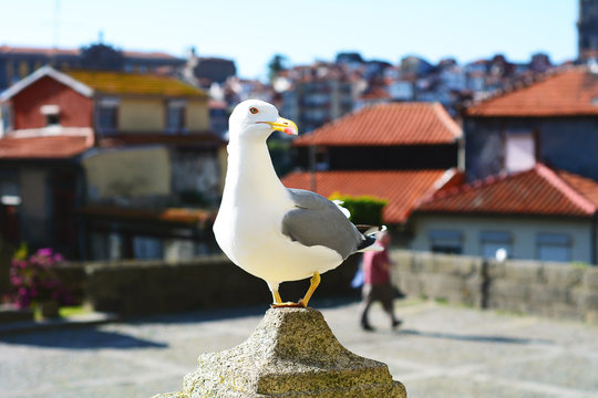 White seagull in Porto.