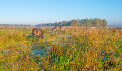 Horses along the edge of a foggy pond at sunrise in autumn © Naj