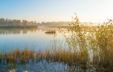 Reed along the shore of a foggy lake at sunrise in autumn