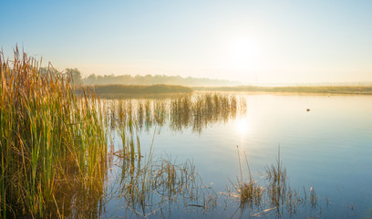 Reed along the shore of a foggy lake at sunrise in autumn
