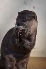 コツメカワウソ