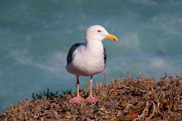 Relaxing Seagull