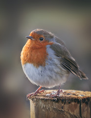 Robin close up