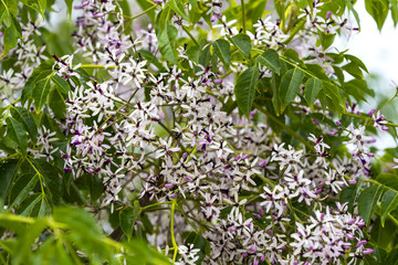 Branches and flowers of acacia tree on the sky background