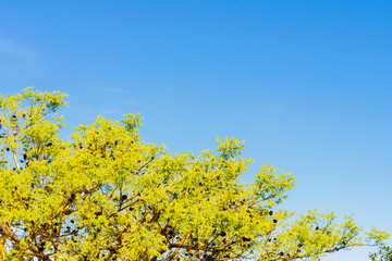 Fototapeta premium Blue sky, sun and clouds through branches, trees, leaves and flowers