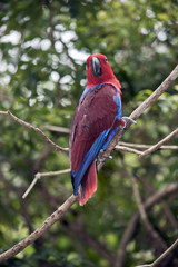 female eclectus parrot