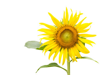 Sunflower close up on white background
