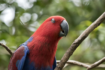 eclectus parrot