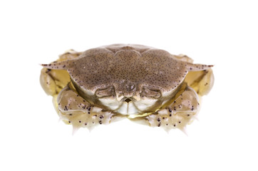 Bribie Island Moon Crab
