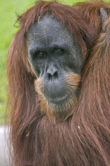 Fototapeta premium orangutan