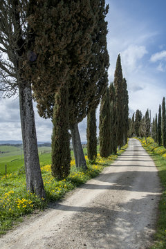 Val d'Orcia - Siena, Italia - March 31, 2013:  dirt road of cypress trees on the hills of the Tuscan countryside