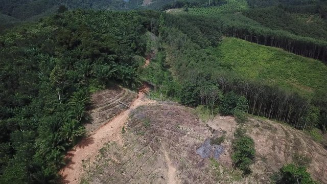 Deforestation. Rainforest destroyed to make way for oil palm plantations. Elephant used to knock trees down