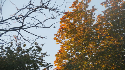 dead and alive branches