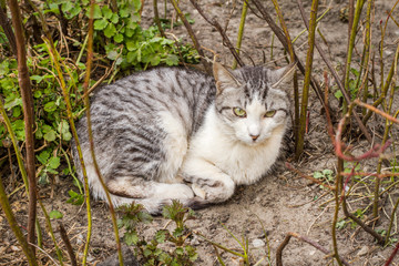 Naklejka na ściany i meble Gray cat lying on the ground in the grass