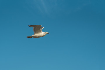 Flying seagull in the blue sky