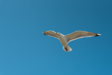 Flying seagull in the blue sky