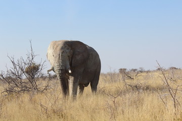Elefant in der Savanne