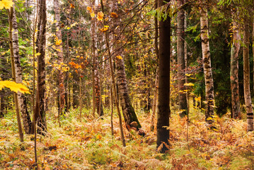 Birch Glade in late autumn. Natural background