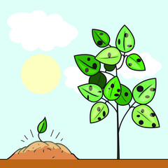 Obraz na płótnie Canvas Vector of a sapling and a ill full-grown plant.