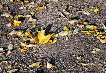 Abstract background of yellow leaves on the ground