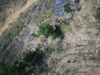 Deforestation. Rainforest trees cut down to make way for oil palm plantations. Elephant used to knock down trees