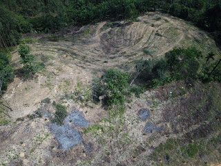 Deforestation. Rainforest trees cut down to make way for oil palm plantations. Elephant used to knock down trees