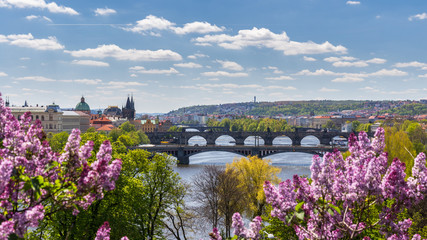 The blooming bush of lilac against Vltava river and Charles bridge, Prague