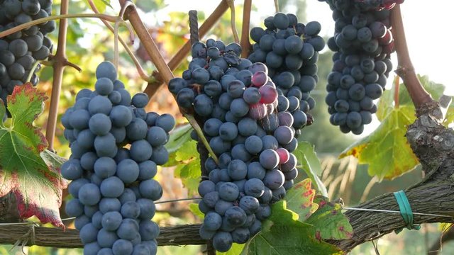 Vigneti di Barolo e Dolcetto nelle langhe piemontesi