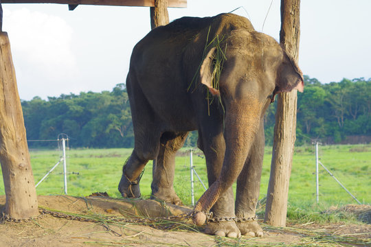 Beautiful elephant chained in a wooden pillar under a tructure at outdoors, in Chitwan National Park, Nepal, cruelty concept