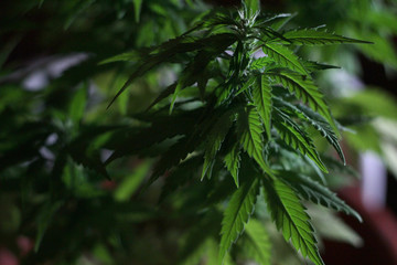 Folhas de maconha cannabis em um fundo escuro em Toronto, Canadá.