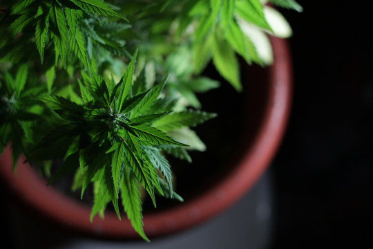 Folhas de maconha cannabis em um fundo escuro em Toronto, Canad&aacute;.