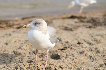 Möwe am Strand