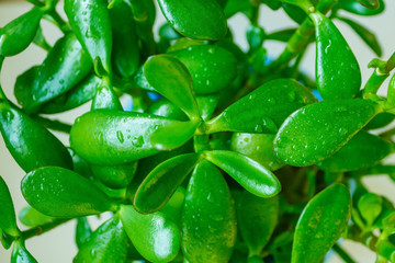 Fototapeta na wymiar Green leaves of a houseplant.