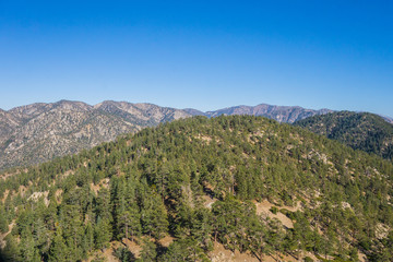 Pine tree covered hilltop in the woods of Angeles National Forest in southern California.