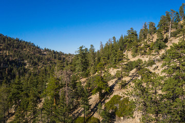 Diagonal line of green pine trees crown a mountain ridge in the San Gabriels of Southern California.