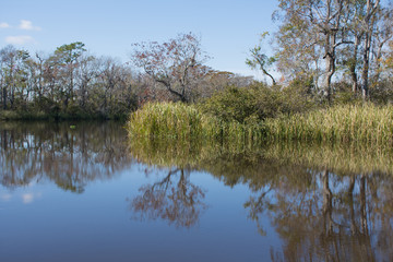 Fototapeta na wymiar Wetlands of South Carolina
