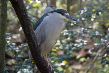 Heron bird in wetlands of South Carolina