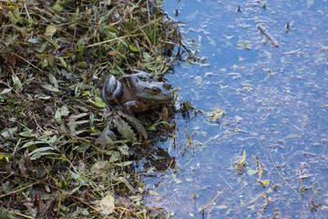 Bullfrog on edge of pond